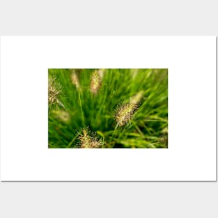 Bright spring grass field with sunlight bokeh background Posters and Art